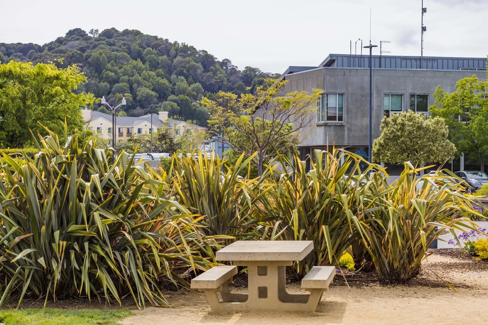 Phormium aux longues feuilles rubanées dressées, planté dans un massif ensoleillé avec un sol drainé.